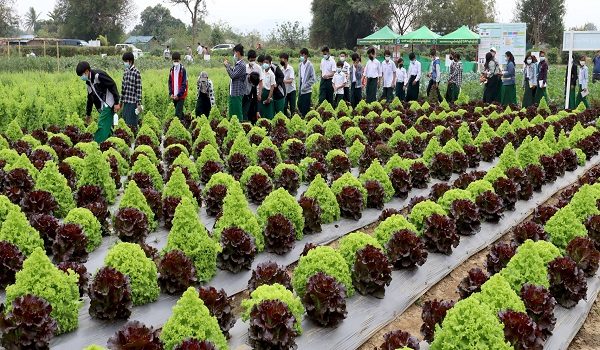 လာမည့်ပညာသင်နှစ် အလယ်တန်းအဆင့်တွင် စိုက်/မွေးပညာများ ထည့်သွင်းသင်ကြားမည်